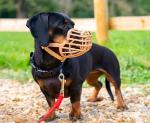 Baskerville Classic Basket Muzzle