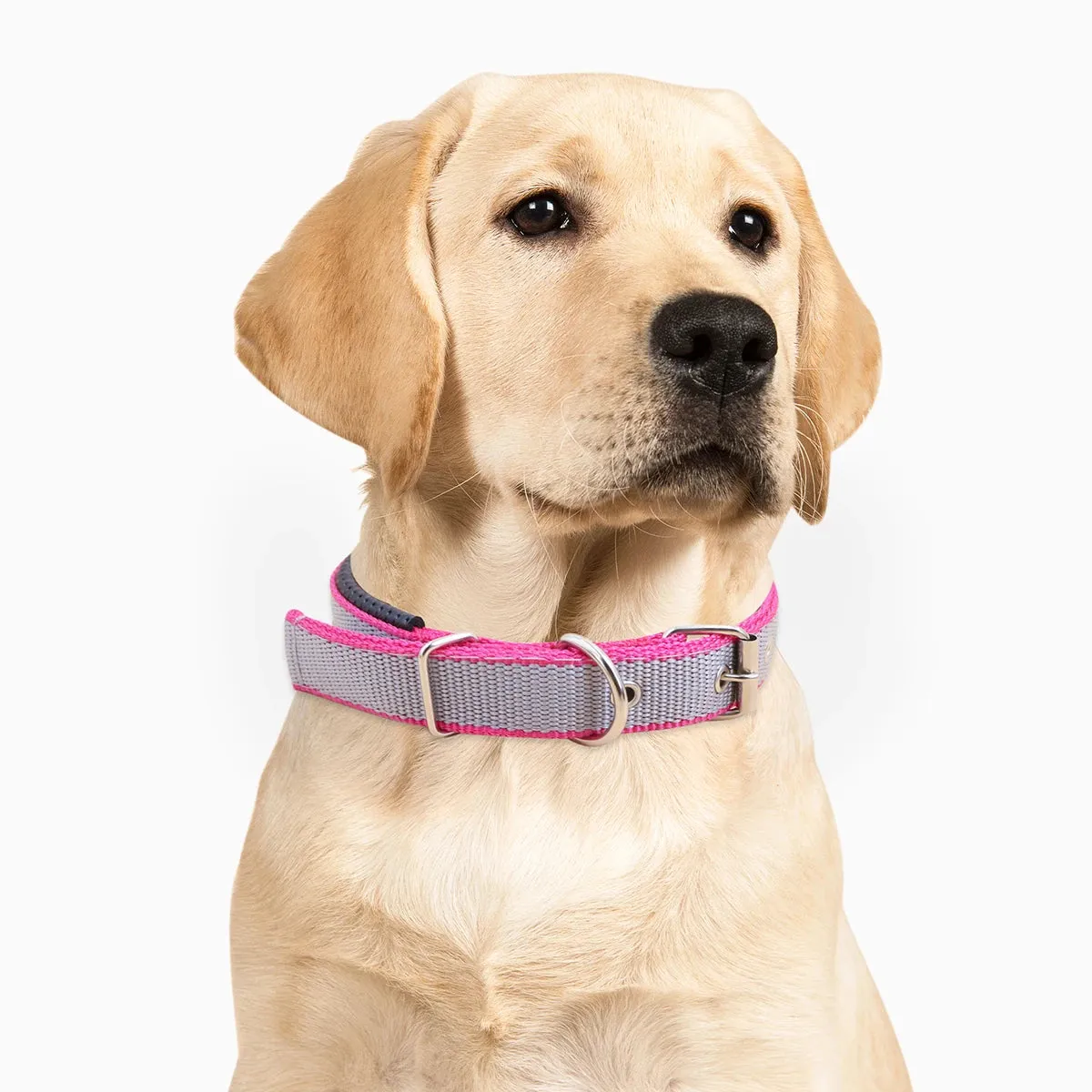 MACHO Pet - Reversible Durable Dog Collar
