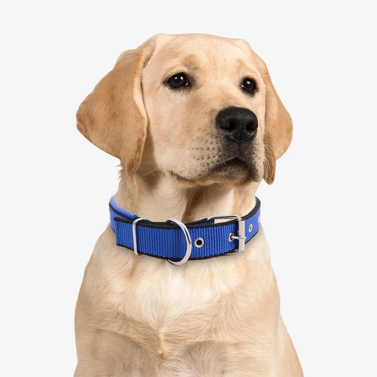 MACHO Pet - Reversible Durable Dog Collar